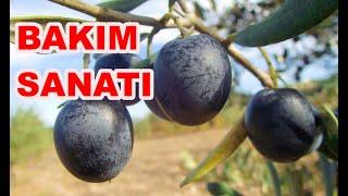 Zeytin Bahçelerinde Bakım Nasıl Yapılır? Her Cins Zeytin Bakımı Nasıl Yapılır?