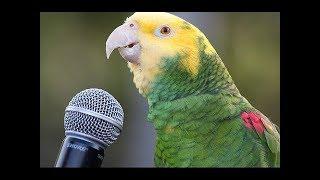 Funny Parrot  - A Cute Funny Parrots Talking Videos Compilation ||NEW HD