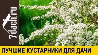  Лучшие декоративные кустарники для дачи - 7 дач