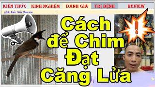 Kinh nghiệm cho chim chào mào vào Lửa cực kì hiệu quả từ Tiến Lập