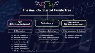 The Anabolic Steroid Family Tree - How Different Steroids Impact Muscle Building & Performance