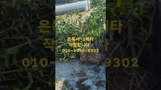 은목서 묘목 작업합니다 #은목서 #향기나는꽃 #나무