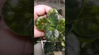 Обзор сеянцев #фиалки - какими разными они все получаются! #цветы #селекцияфиалок #новинкифиалок