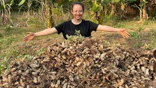 Great farm, peanuts, cabbage, beautiful roosters, build a goat barn to multiply more goats