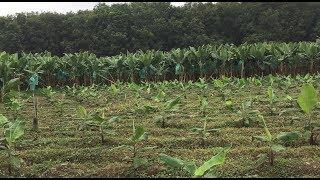 EM in Organic Banana Farming