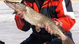 Жерлицы на щуку