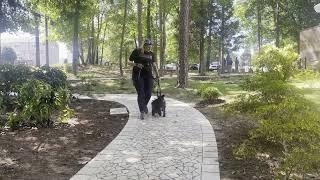 Suburban K9 Dog Training in Fort Mill, South Carolina