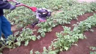 Burgonya betöltés Briggs&Stratton  675 ---Potato filling