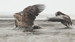 SHOWREEL  White-tailed Eagles Hunting for Geese  TRAILOR