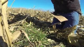 Sampling fall cover crop biomass