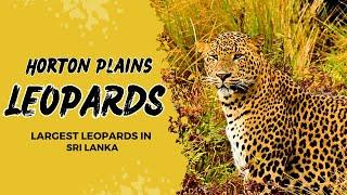 Leopards of Horton Plains | Sri Lanka