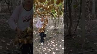 Kiwi fruit harvesting from farmers with rural farming life #2024 #fruit #life #kiwi #harvest
