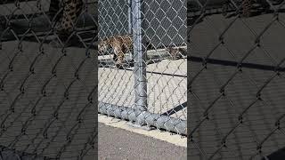 Baton Rouge Zoo's new baby jaguar cub