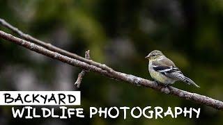 WILDLIFE PHOTOGRAPHY at HOME | Photographing BIRDS in the BACKYARD  - Attracting Wildlife