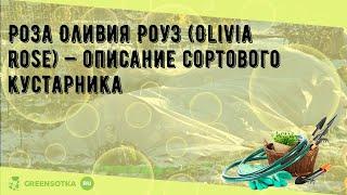 Роза Оливия Роуз (Olivia rose) — описание сортового кустарника