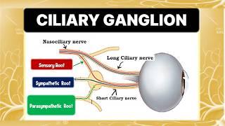 Understanding the CILIARY GANGLION and its Connections