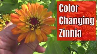 Color Changing Zinnia - From Yellow to Dark Orange.