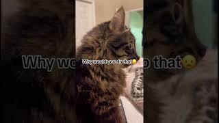 #cat #cats #funny #meows #pets #catmeow