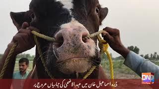 Big bull in | pakistan | for eid ul adha | dera ismail khan