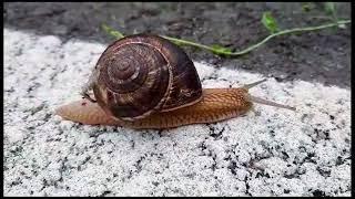 Close-up with a snail's pace over a patch of road | Melc pe sosea | 2023 | Romania