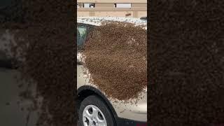 Honey Bees Swarm Over The Rear Window of Car 
