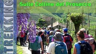 Sulle Colline del Prosecco