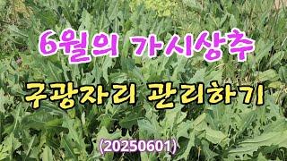 #6월의 가시상추 구광자리 관리하기(20250601) #가시상추