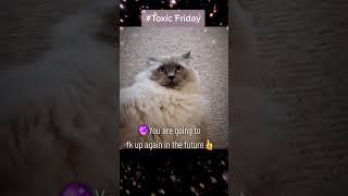 Toxic Cat funny video motivational speech