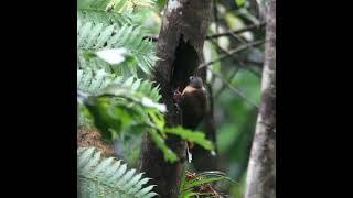 Mrs Trogon feeding its chicks