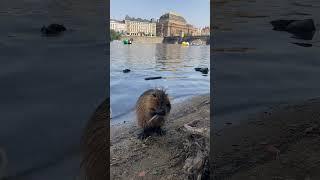 Beaver #nature #beavers #wildlife #prague