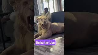 Simba the famous pet lion with the owner