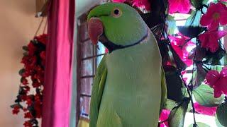 Parrot talk with girl || Talking parrot destech