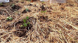 28.5.21 - Repiquage dans le sol sous paillis de fumier de poule