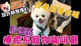 Recommended by Taipei Cafe | Songde Road Healing Pet Shop | Cute Bomei takes you to visit Pet Cafe