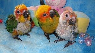 Rainbow Parrots Aviary  --  Sunday Conure Babies