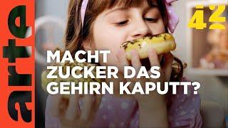 Macht Zucker dumm?  | 42 - Die Antwort auf fast alles | ARTE