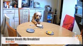 Mango Steals My Breakfast