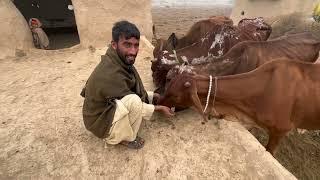 Village Woman | Morning Routine  Ancient Desert Village |  Life Pakistan | Unseen Pakistan Culture