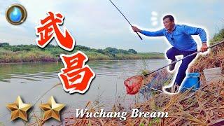 Game 25 episodes | Wuchang fish | Frozen fish scales Yingua Wuchang | Wuchang bream | Pinger