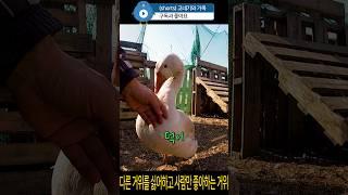 다른 거위들을 싫어하고 사람만 좋아하는 #거위 #goose