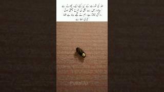 One of the most beautiful creation of God #nature #bi#love #shortvideo #trending #allah #usa