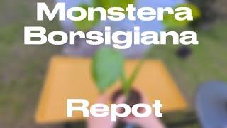 Monstera Borsigiana Repot | Plants With Jules🪴