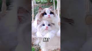 Ragdoll Cats