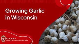 Growing Garlic in Wisconsin