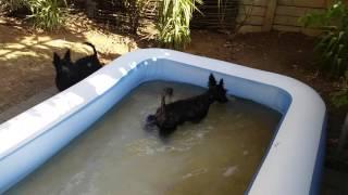 Funny Scottish Terrier chases ball in pool