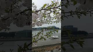 #박서진 #항구의남자 #좋아요 #구독 #shorts  #노래잘해요