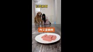 元宝: Let you cheat @ Fast Shadow (O414219728) @ Fast Shadow Fans (O40300047) # Love Incentive Plan #
