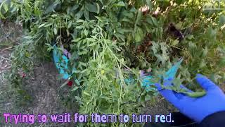 Garden Vlog Future Garden Plans, Adding Beds, But Hurt My Back, Again ‍️ #backyardgarden 