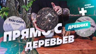 Прямо с древних деревьев, Новый чай от Moychay Tea Forest project.