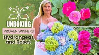 Unboxing of Hydrangeas and Roses from Proven Winners